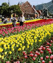 1 million tulips in full bloom at Nagasaki flower park