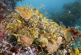 Male greenling at Shizugawa bay