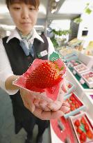 New kind of strawberry drawing attention in Japan