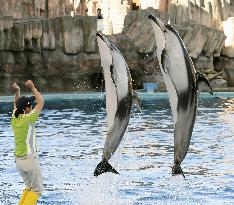 "Dolphin show" attracts people at aquariums in Japan