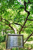 "Descendant" of Newton's apple tree in Tokyo botanical garden