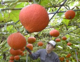 "Flying pumpkins" ripe in northern Japan