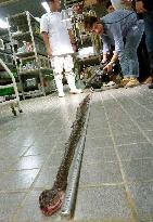 World's longest habu poisonous snake