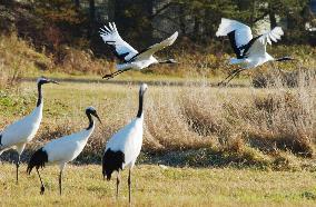 Red-crested cranes move out of Kushiro wetlands as winter nears