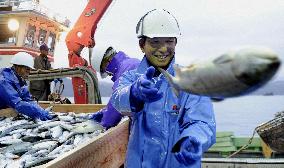 Salmon, mackerel harvested in disaster-hit Otsuchi