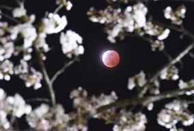 Red full moon observed in Miyagi Pref.