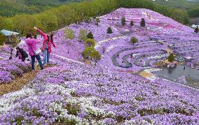 Moss phlox park in Hokkaido