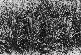 Dead rice plants in Hiroshima