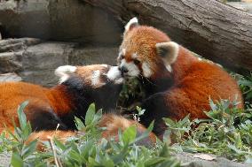 Kissing lesser pandas a draw at Kawasaki zoo