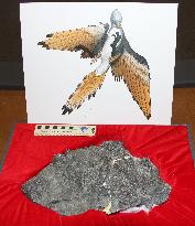 Fukui museum displays fossil of primitive bird