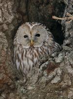 Ural owl spotted in Hokkaido, northern Japan