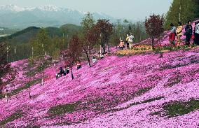 Moss phlox carpets attract tourists