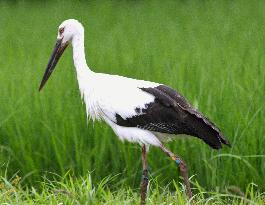 Stork flies to rice paddy in Yonago on Japan Sea coast