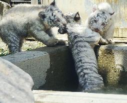 White tiger cubs pull brother out of pool at Saitama Zoo