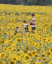 Sunflower field in Hokkaido