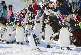 Parade of penguins begins at Asahiyama Zoo in Hokkaido