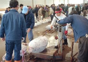 Bigeye tuna stocks on the verge of collapse: study