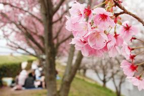 Blossoming 'Yoko' cherry tree reminiscent of war dead