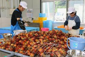 Workers process cultured sea squirts in northeastern Japan town