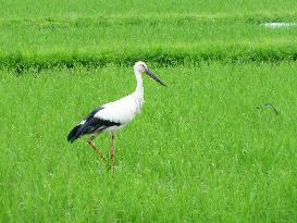 White stork looks for food in paddy filed in Toyooka