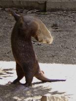 Otter ''performs'' Olympic medalist's Ina Bauer