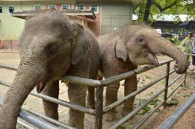 Orphaned baby elephants protected in Sri Lanka