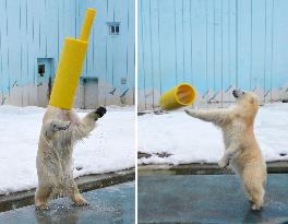 Polar bear plays with gas pipe at Kushiro zoo in northern Japan