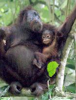 Mother, baby orangutans on Malaysia's Borneo Island