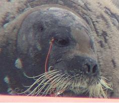 Fishhook stuck on face of seal suspected to be 'Tama-chan'