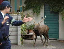 Wayward deer roams around Sapporo