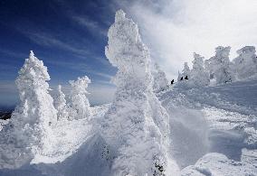White ice on trees in Zao mountains may fade in 40 years
