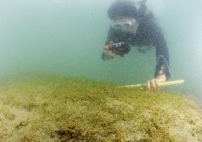 Conservationist checks seaweed bed in Oura Bay, Nago