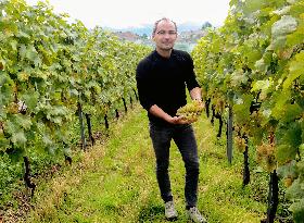 Quality of Swiss wine improved due to climate change