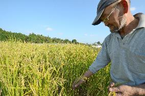 Farmer checks rice deriving from seeds gathered in Nagasaki after A-bombing