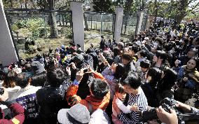 Pandas debut at Tokyo's Ueno Zoo