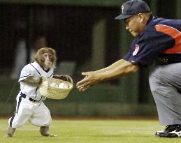 Monkey delivers balls to plate umpire