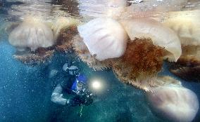 Giant jellyfish drift through Japanese waters