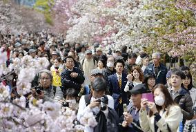 Japan Mint opens to public for cherry blossom viewing