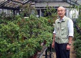 Saving last wild azalea tree in Japan