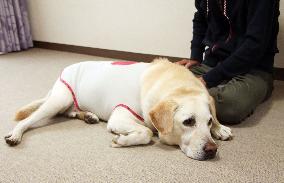 Guide dog's bleeding said linked to disease instead of stabbing