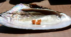 Biwa freshwater pearls cultured in western Japan