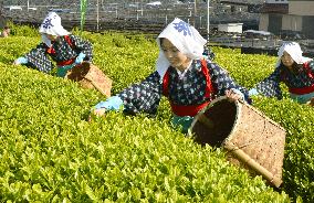 Women in traditional attire pick new green tea leaves in central Japan