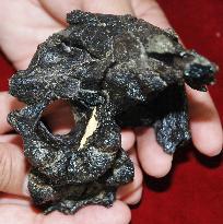 85 mil.-year-old dinosaur skull found in Kumamoto Pref.