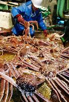 Season's first haul of snow crabs landed