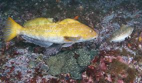 Male greenling at Shizugawa bay