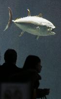 Only one tuna left at Tokyo aquarium after mass deaths