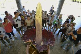 World's largest flower blossoms at Tokyo park