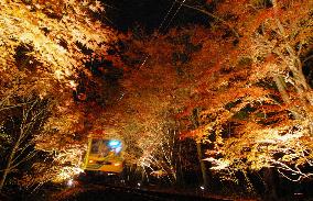 Autumn leaves illuminated for evening viewing