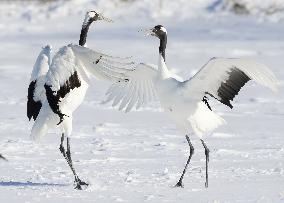 Red-crowned cranes in Hokkaido