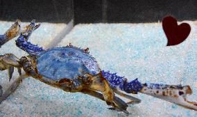 Aquarium shows blue-colored swimming crab